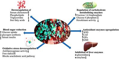 Ethnomedicinal values of Boerhaavia diffusa L. as a panacea against multiple human ailments: a state of art review